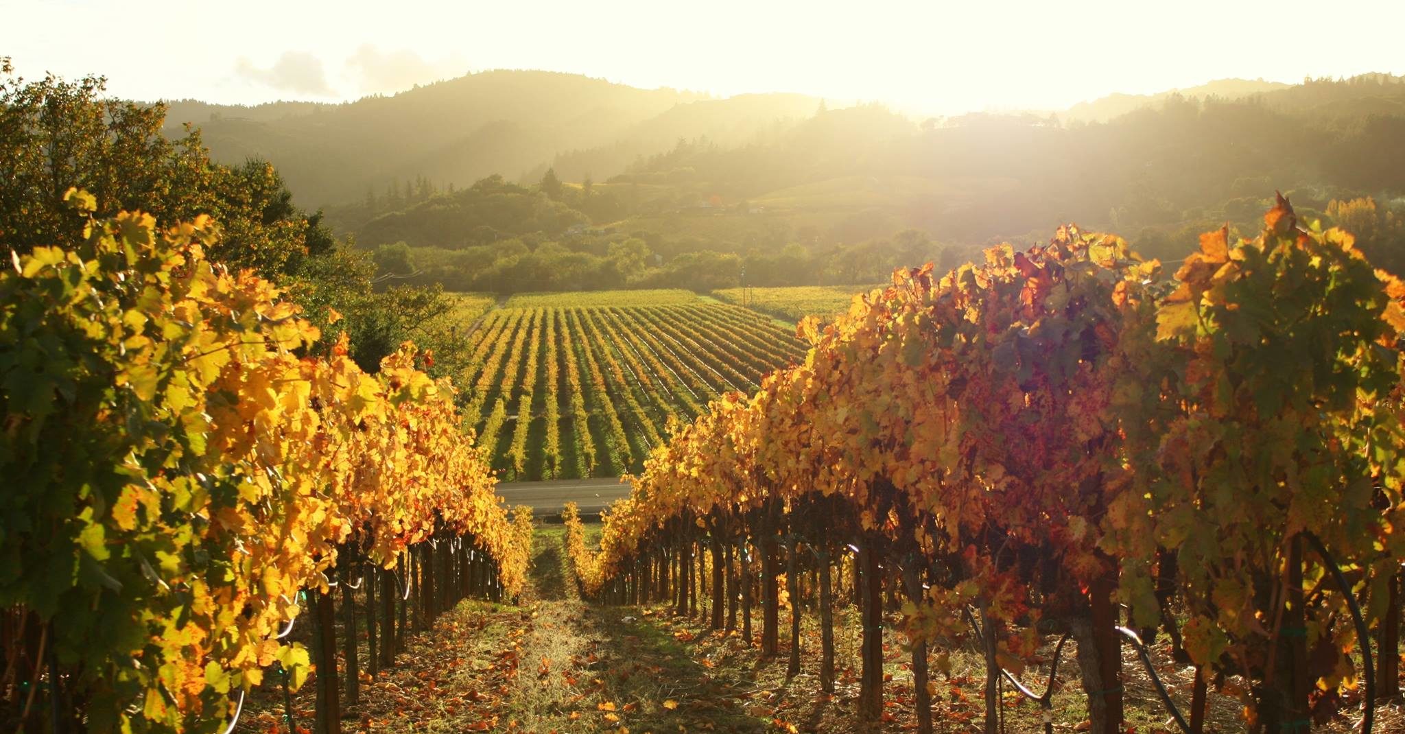 Vineyard Homes for Sale in Sonoma CA by Latife Hayson